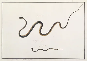 Gemalter Bronzeback mit Banded Malayan Coral Snake, aus Zeichnungen von Tieren, Insekten und Reptilien aus Malakka, um 1805-18